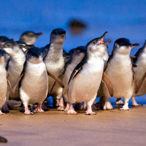 Penguin Parade