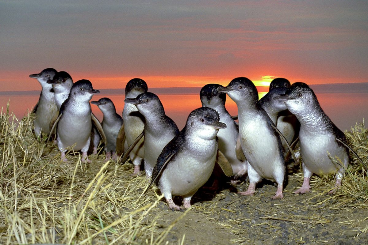 Penguins at sunset, Phillip Island Penguins