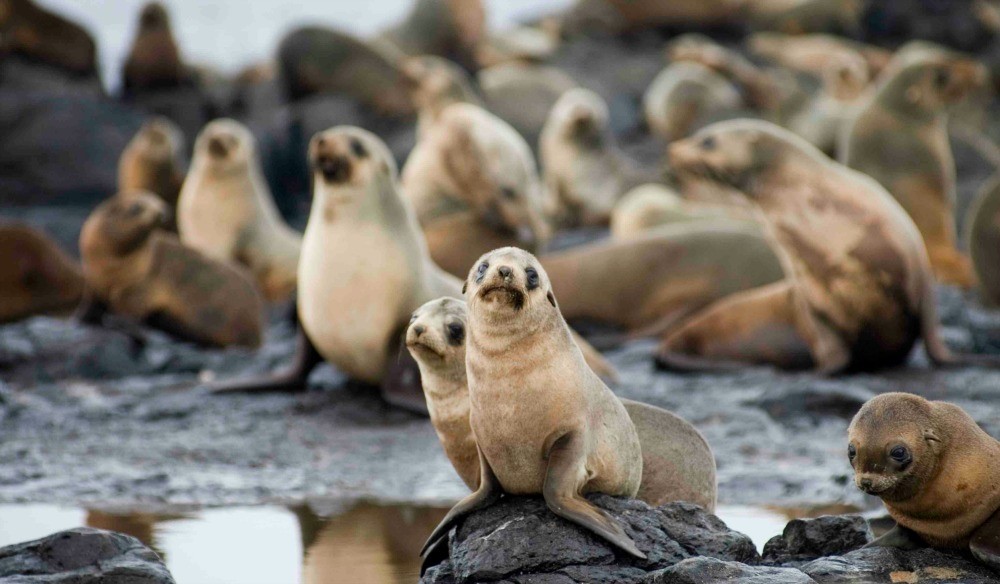 Seals on Phillip Island, Nature Parks, Seal Rock