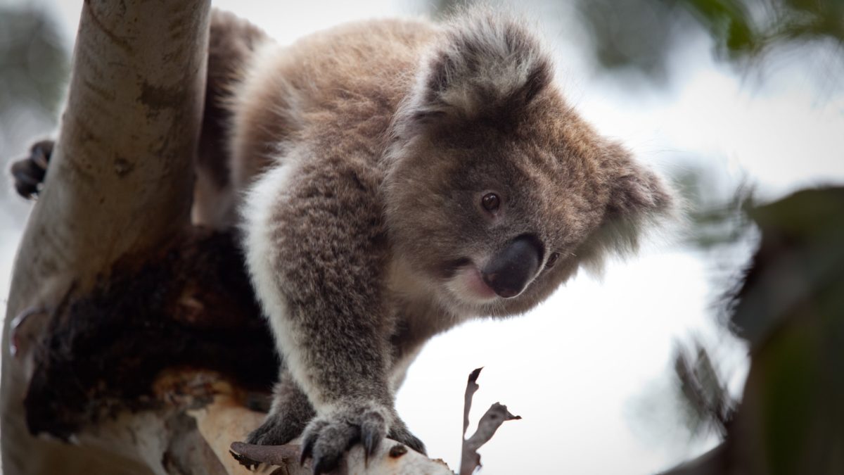 Koala Reserve, Visit Victoria, Koalas Phillip Island, Phillip Island activity, kids activity phillip Island