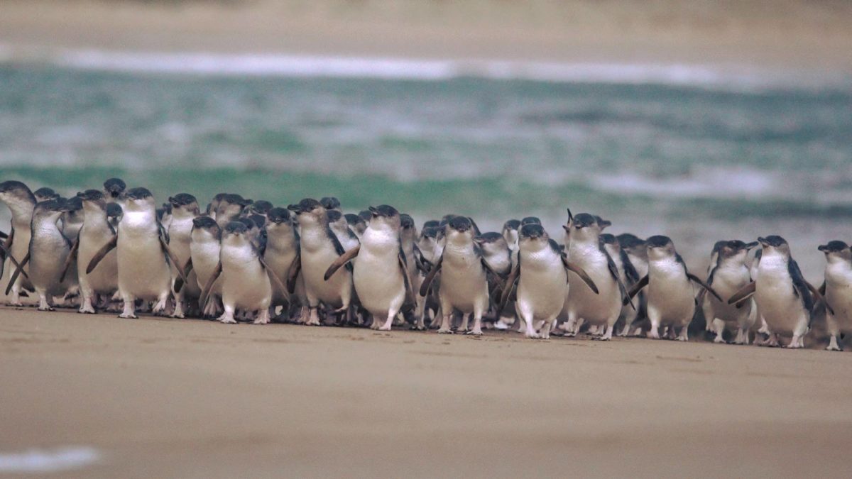 Nature Park Penguins, phillip island, phillip island activity, phillip island penguins