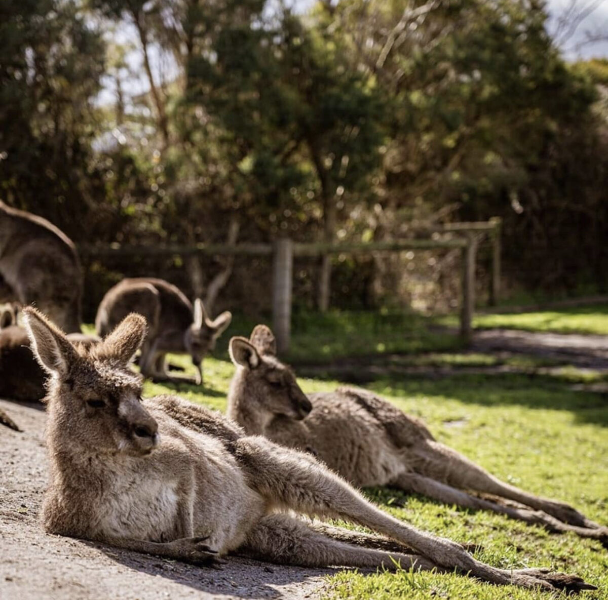 Kanga