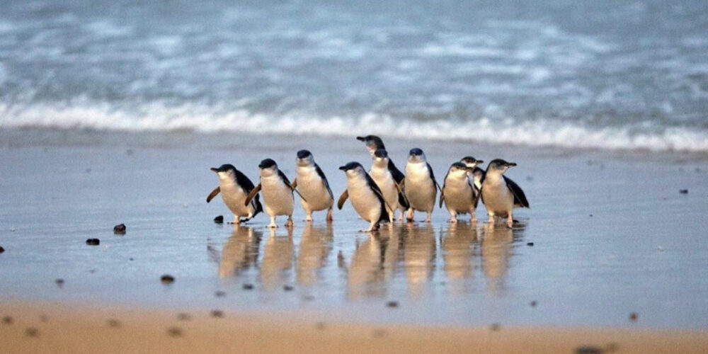 Penguin Parade