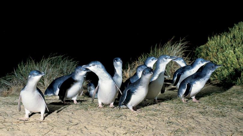 1598426413638 Penguins 16-9 19372611 2026810 202008261708884a2749e-15b3-4554-85ce-65dcfeb0c7a8.jpg Sd 1280x720